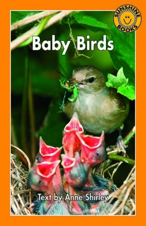 Baby Birds