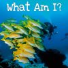 What Am I?